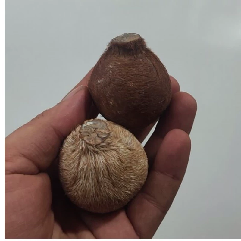 ناف آهو خوش بو