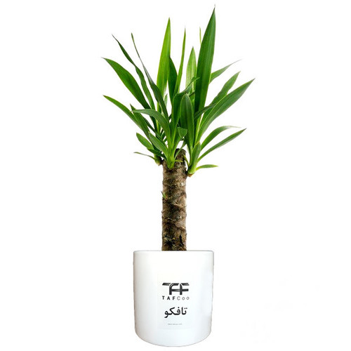 گیاه طبیعی یوکا تافکو مدل y1