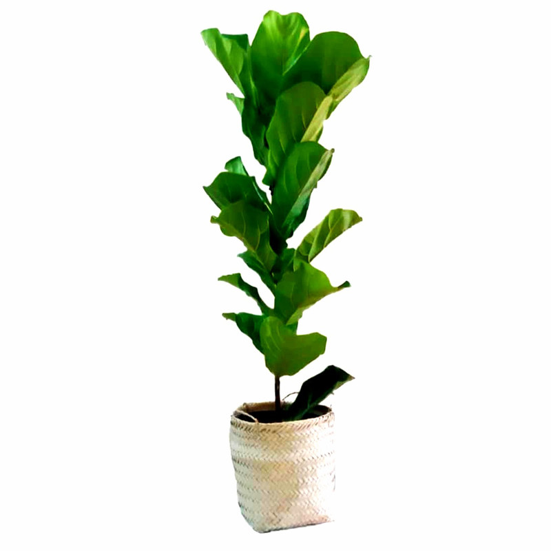 گیاه طبیعی فیکوس آفریقایی مدل P1002