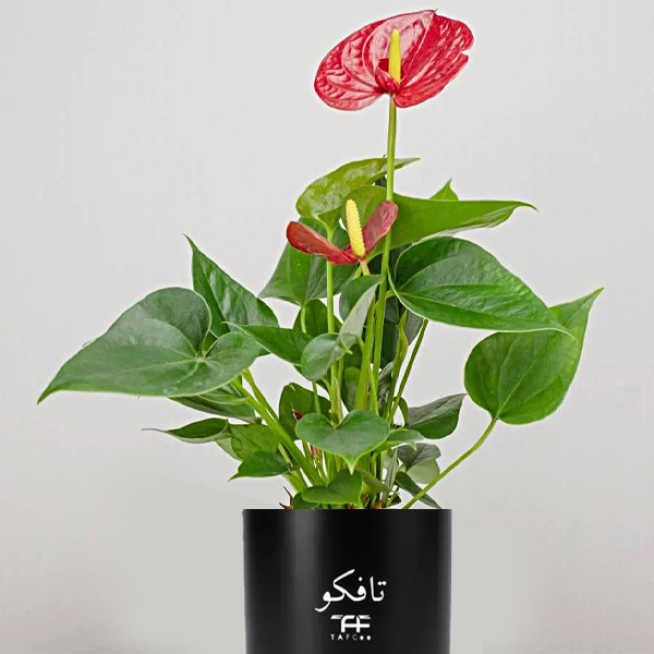 گل طبیعی انتوریوم تافکو مدل Z