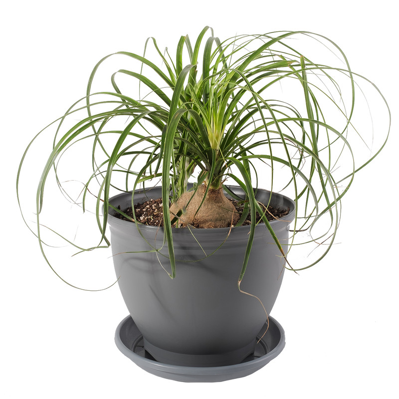 گیاه طبیعی لیندا مدل P-02