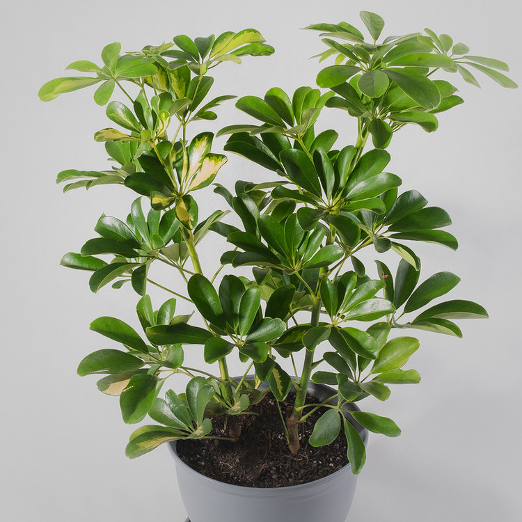 گیاه طبیعی شفلرا مدل P-06