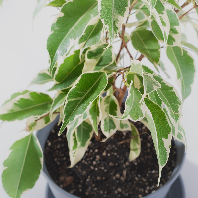 گیاه طبیعی بنجامین مدل P-03