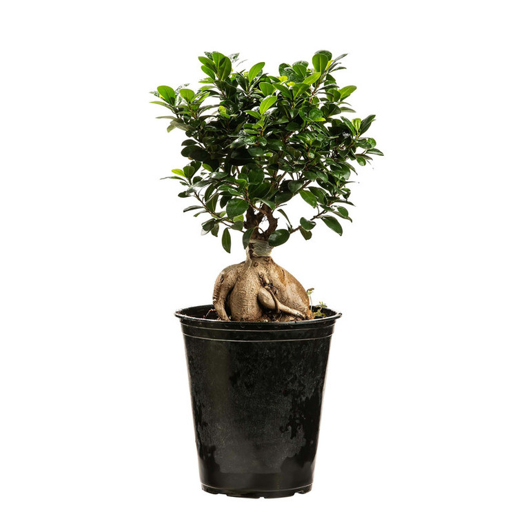 گیاه طبیعی بونسای مدل 26p