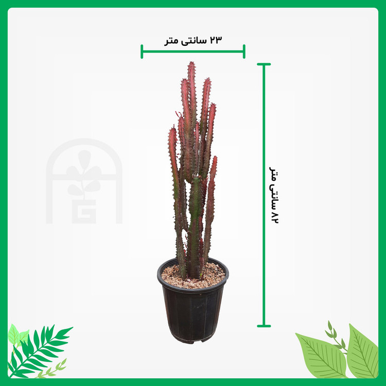 گیاه طبیعی افوربیا تریگونا قرمز چند شاخه آرکاد گل مدل Tr62B10