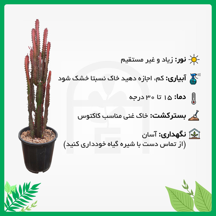 گیاه طبیعی افوربیا تریگونا قرمز چند شاخه آرکاد گل مدل Tr62B10