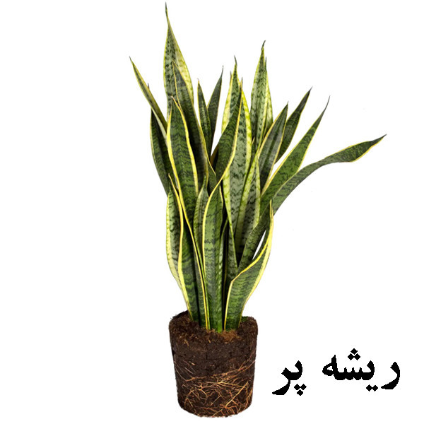 گیاه طبیعی سانسوریا ابلق تافکو کد 2024