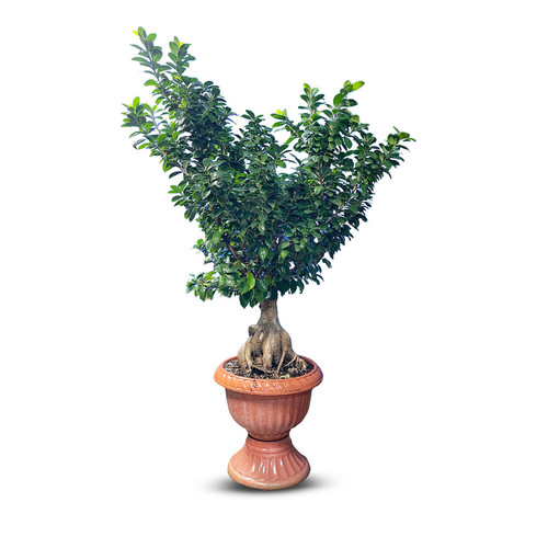گیاه طبیعی بونسای جنسینگ کد 08