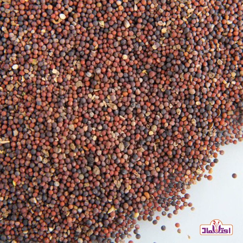 بذر شلغم100 گرمی اعتماد