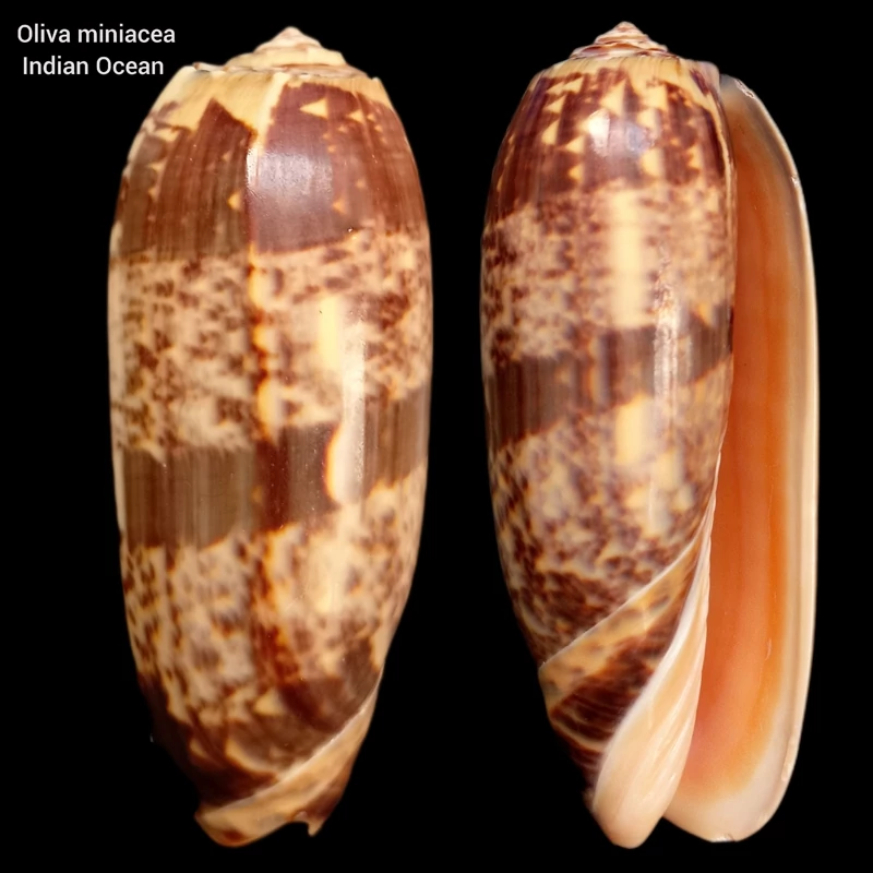 صدف حلزون گونه اولیوا مینیاسه سایز بزرگ حدود8cm