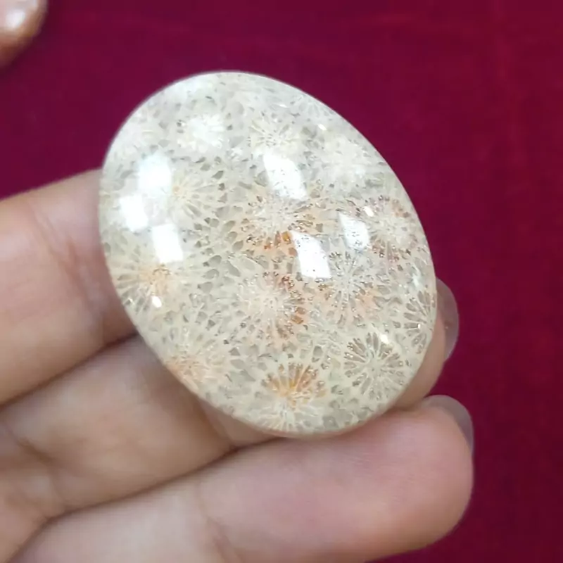 نگین عقیق فسیل مرجان ژوراسیکی ایران 5