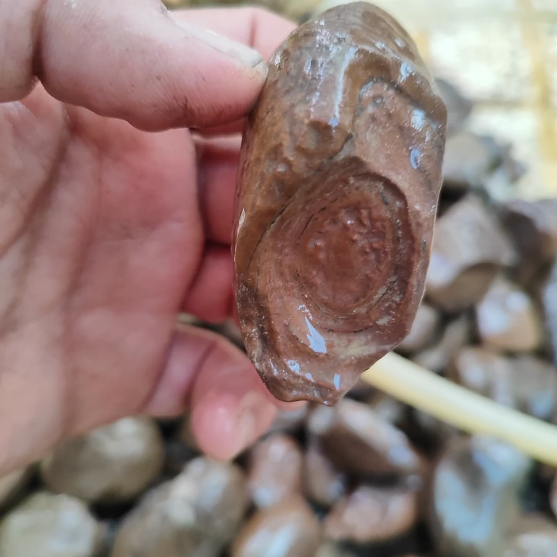 سنگ با پوسته قهوه ای و مشکی ارسال رایگان