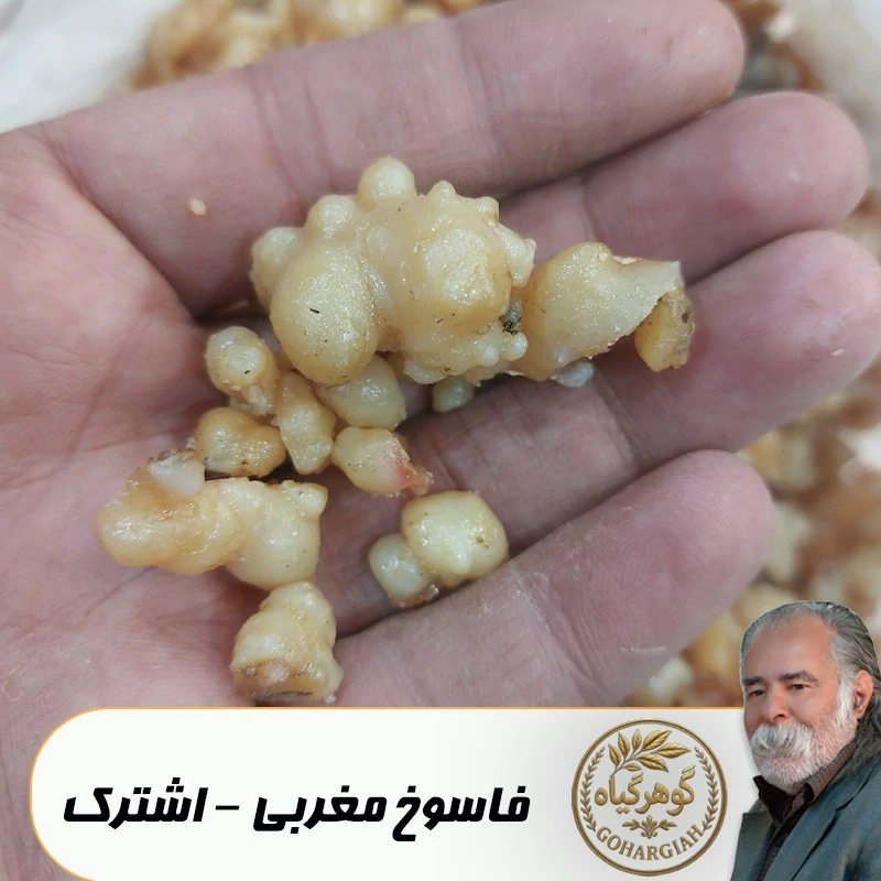 اشترک(وشا،اوشق،فاسوخ مغربی)گوهرگیاه - 10 گرمی