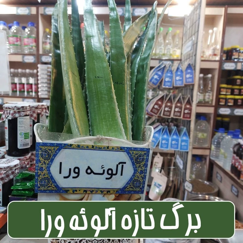 برگ تازه آلوئه ورا