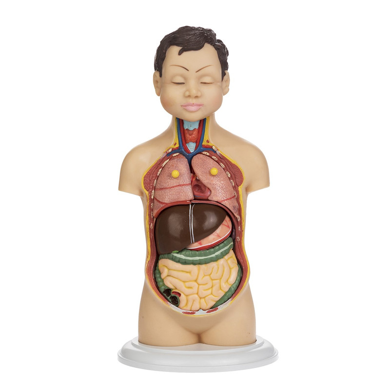 بازی آموزشی مدل Human Torso