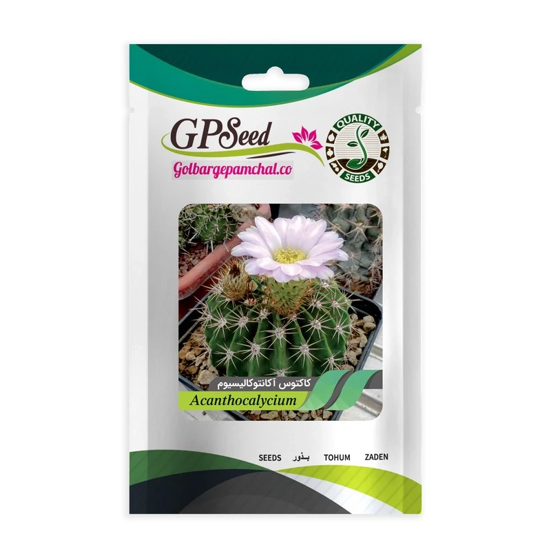 بذر کاکتوس آکانتوکالیسیوم گلبرگ پامچال کد GPF-182