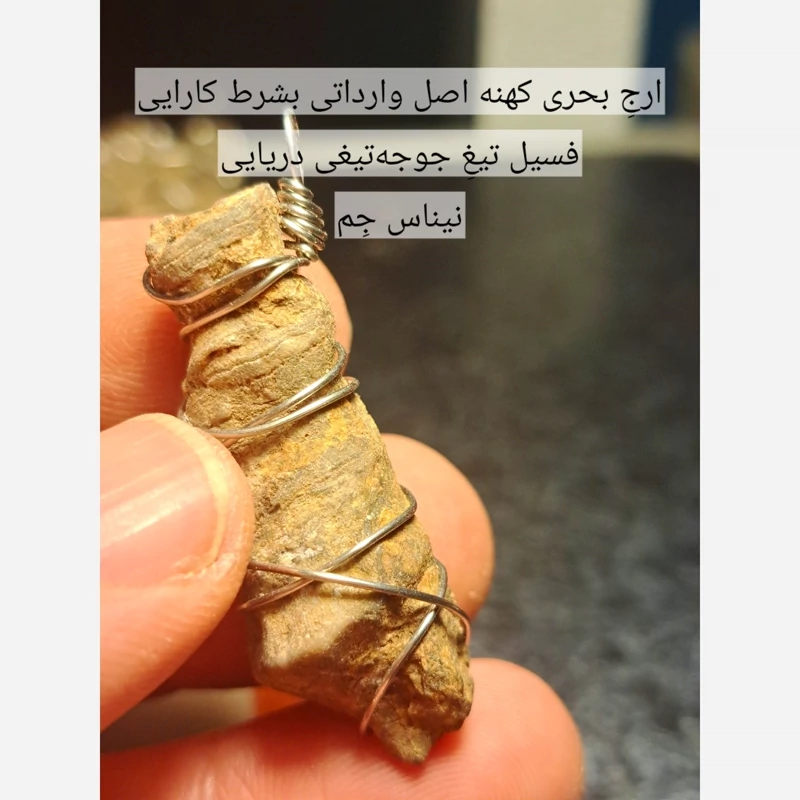 فسیل ارج بحری کهنه اصل پلاک ارج سواحل ارج بحری فسیل جوجه تیغی ارج دریایی سنگ عرج سواحل اویز ارج عربی اویز ارج سواحل