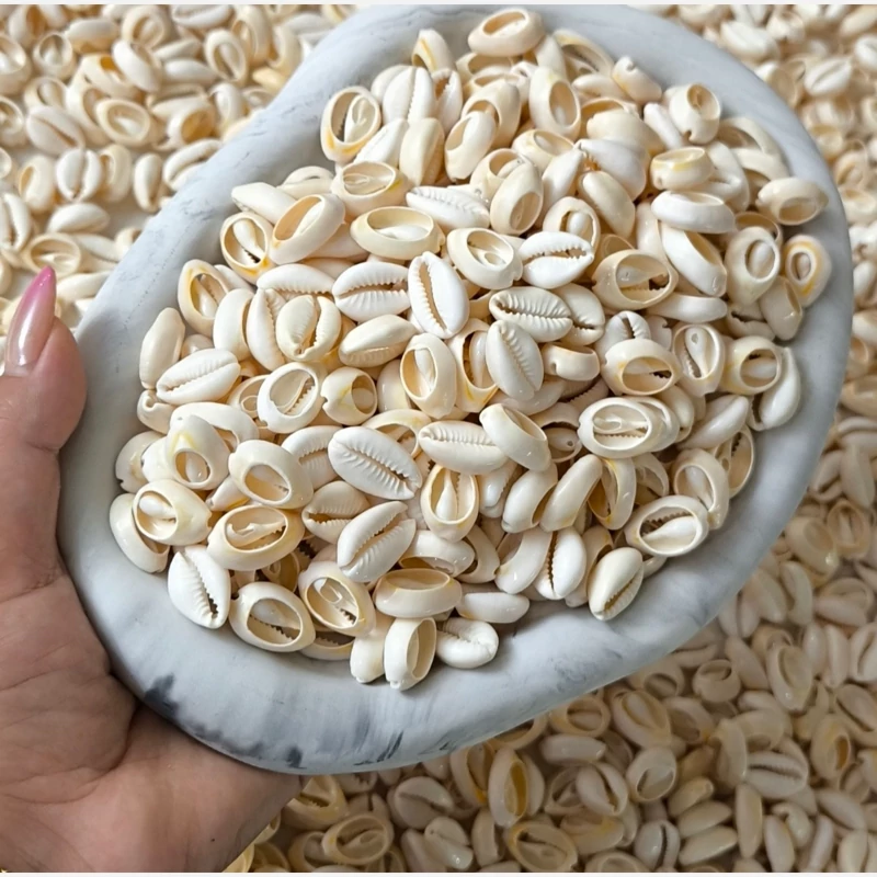 صدف دریایی سیپرا (فروش بصورت 1 کیلویی )