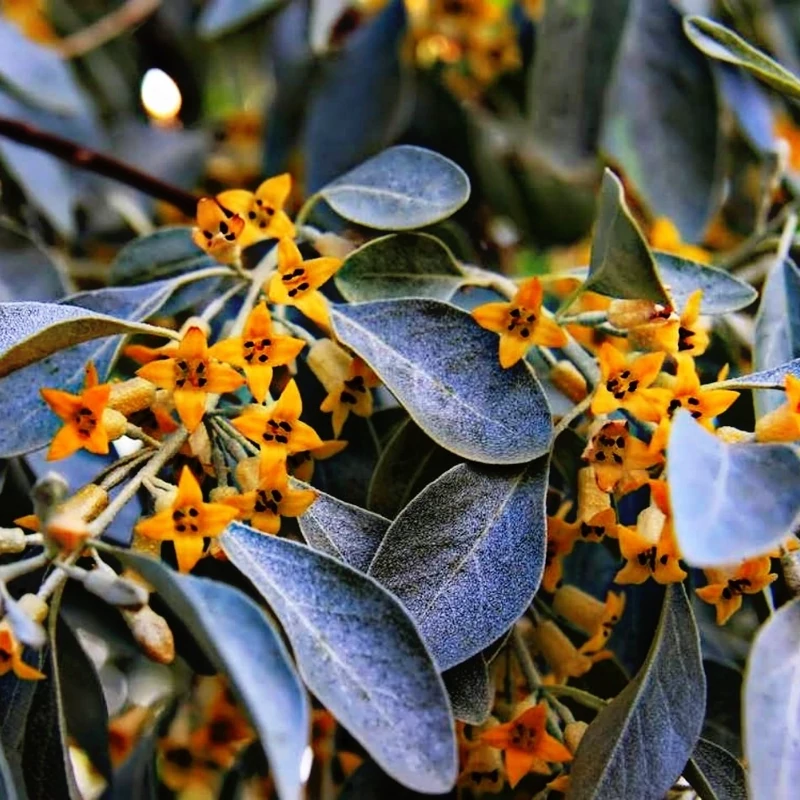 عطر خالص شکوفه های سنجد،مقدار یک گرم