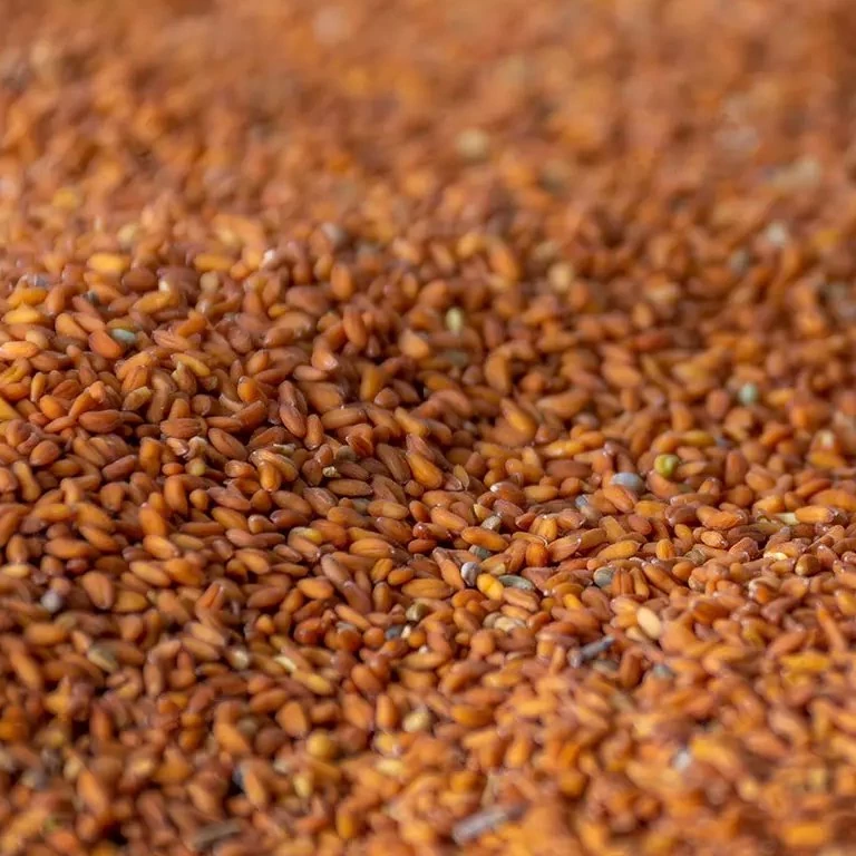 بذر سبزی شاهی ممتاز 70 گرم فدک (سبزه هفت سین)