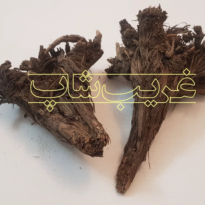ریشه بابا آدم (فیلگوش)