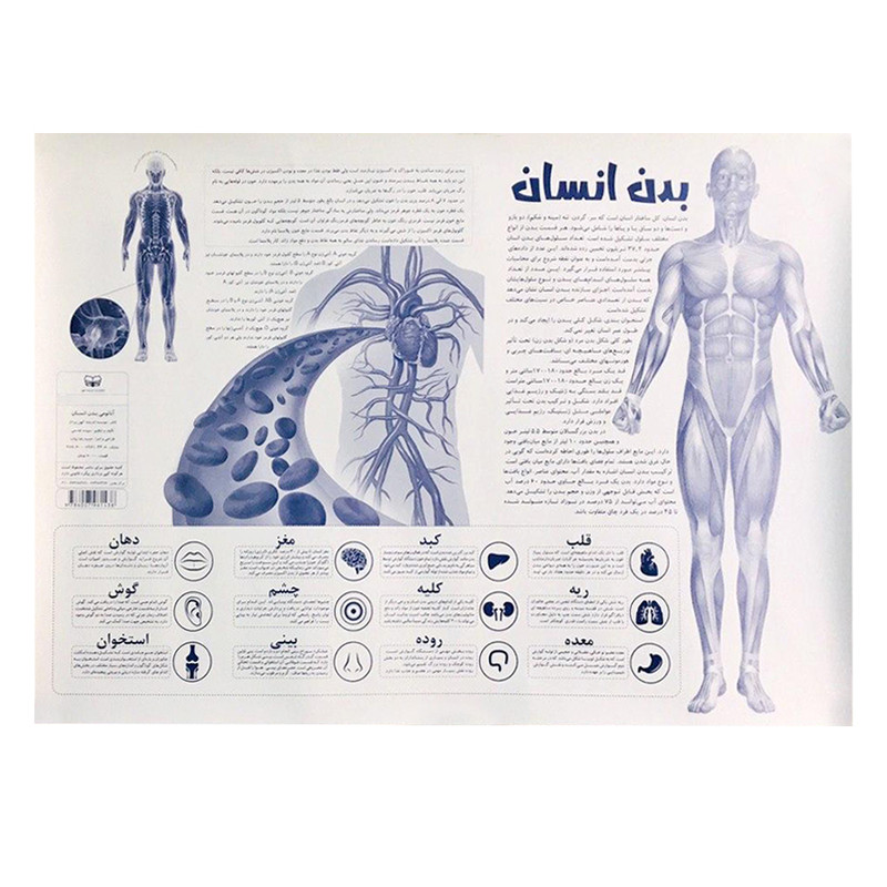 پوستر آموزشی اندیشه کهن طرح آناتومی بدن انسان کد 301