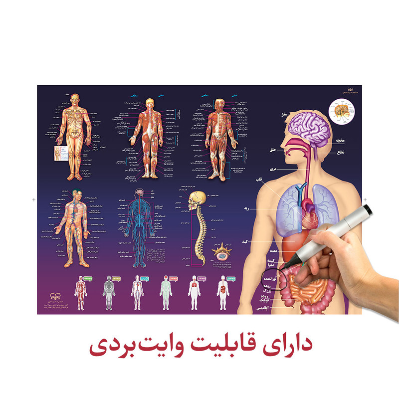 پوستر آموزشی اندیشه کهن طرح آناتومی بدن انسان کد 301