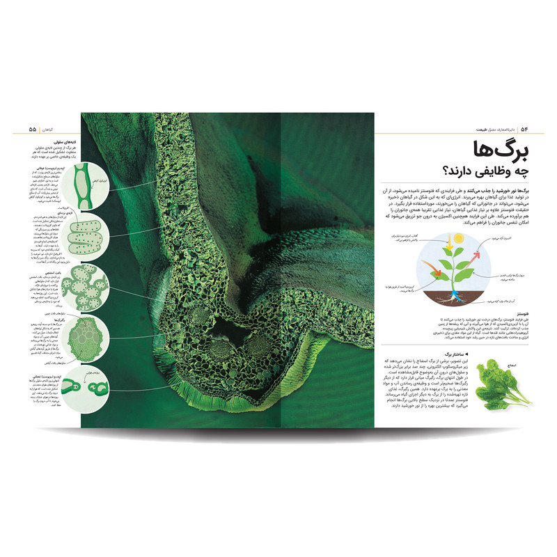 کتاب دایره المعارف مصور جانداران اثر دورلینگ کیندرزلی نشر سایان