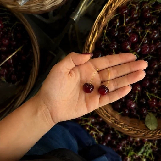 گوشواره گیلاسی خاتون 1/8 گرم