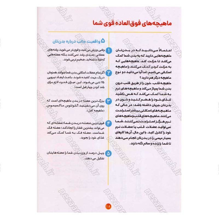 کتاب بدن انسان (راهنمای کامل بدن انسان از سر تا پا برای کودکان 5 تا 11 سال) اثر دکتر کتی استوکس