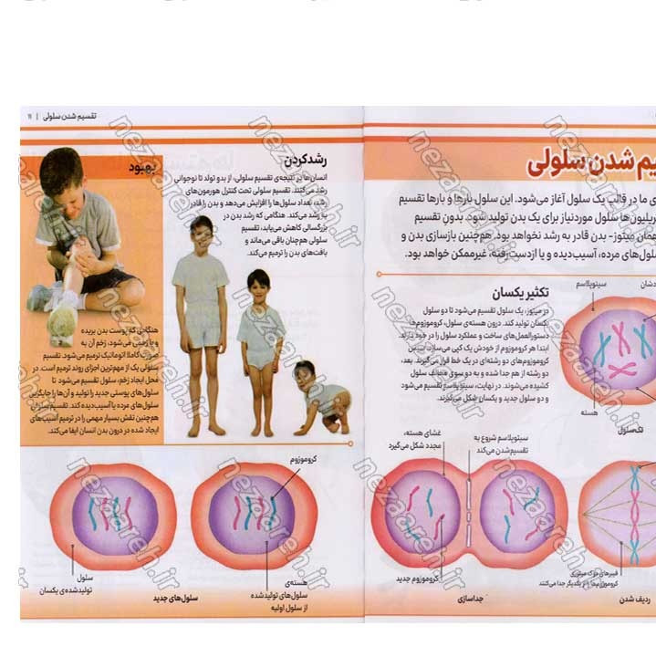 کتاب دانشنامه مصور بدن انسان اثر پنلوپ آرلون