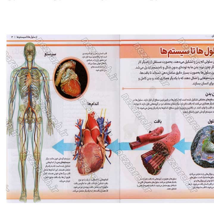 کتاب دانشنامه مصور بدن انسان اثر پنلوپ آرلون