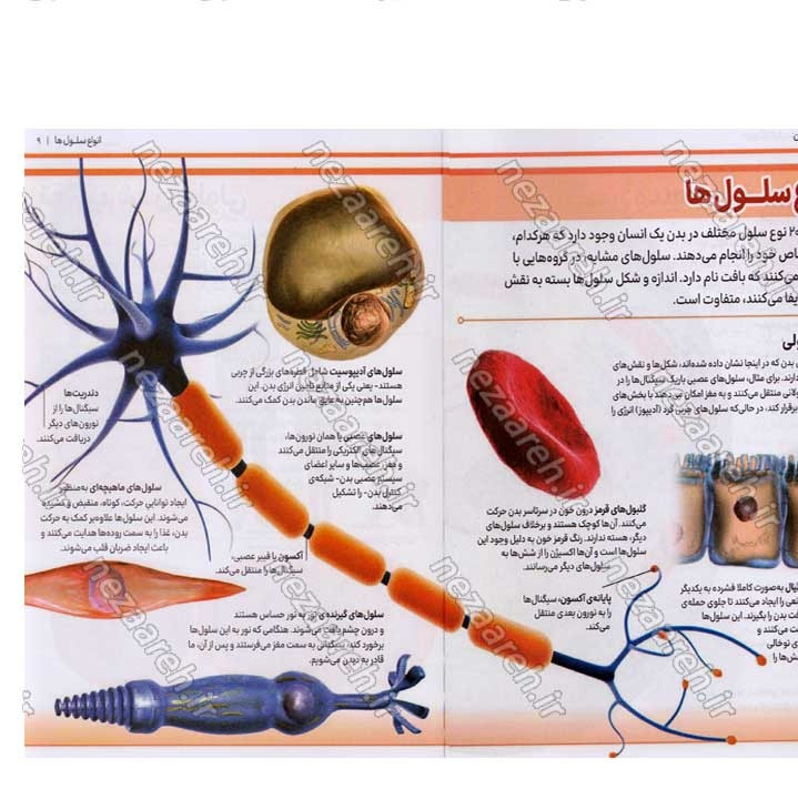 کتاب دانشنامه مصور بدن انسان اثر پنلوپ آرلون