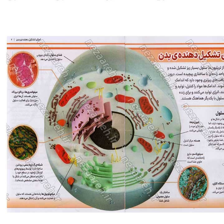 کتاب دانشنامه مصور بدن انسان اثر پنلوپ آرلون