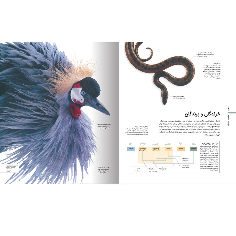 کتاب دایرهالمعارف مصور جانورشناسی اثر جیمی امبروز نشر سایان